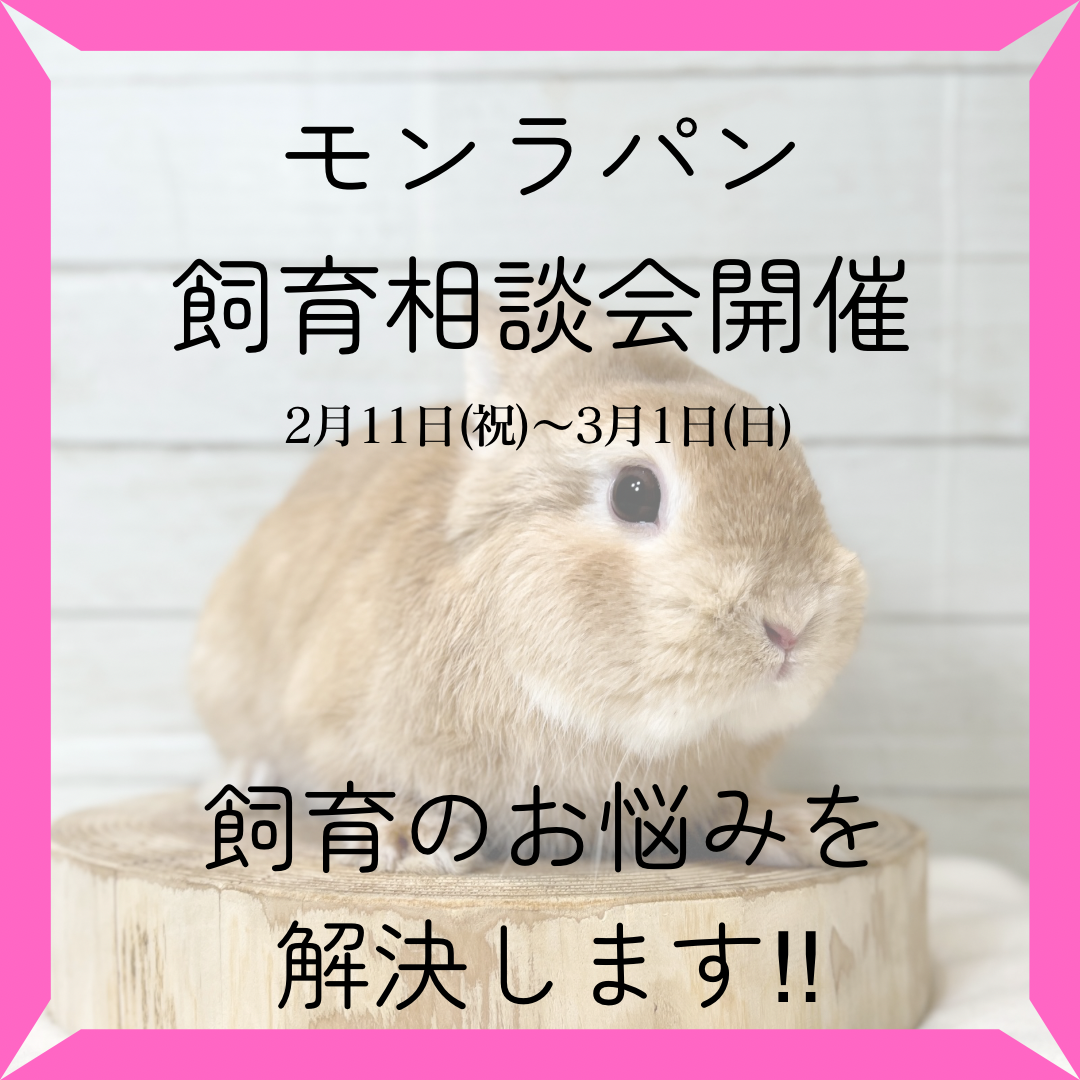 札幌 うさぎ専門店 | モンラパン（mon Lapin）